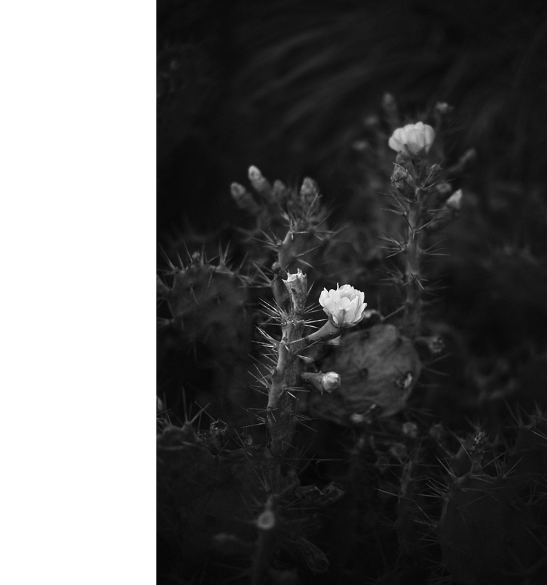 _MG_1715